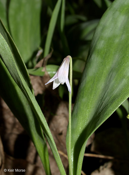 Erythronium propullans