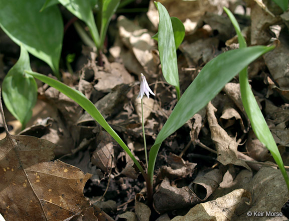 Erythronium propullans