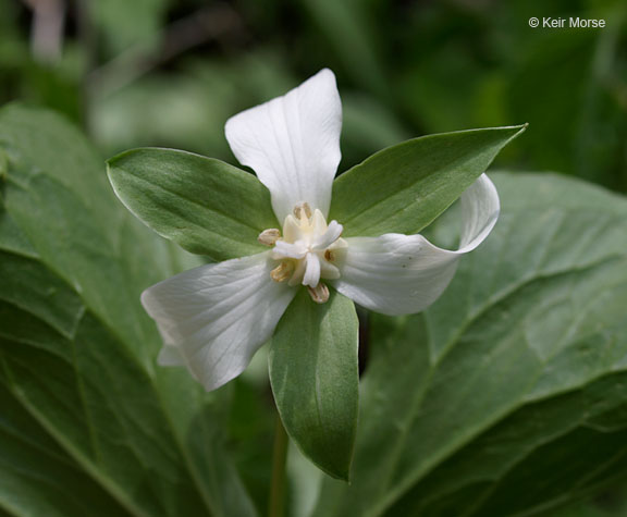 Trillium flexipes