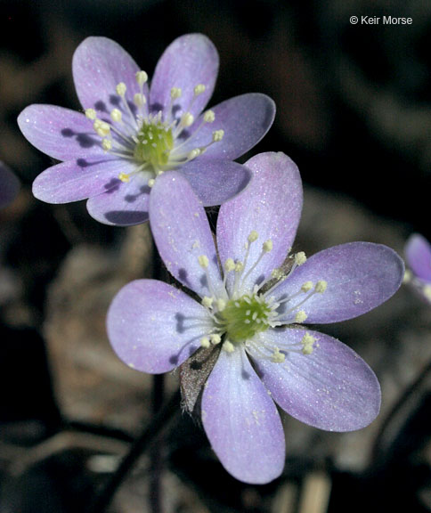 Hepatica americana