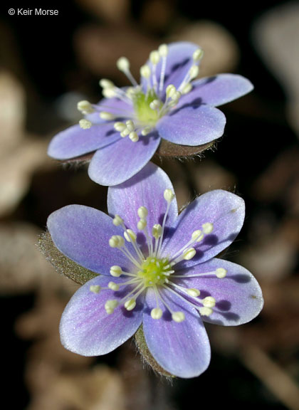 Anemone americana