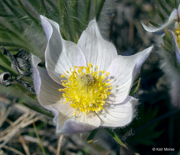 Anemone patens var. multifida