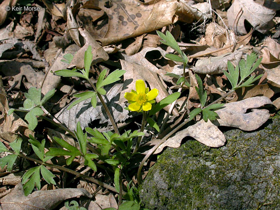 Ranunculus fascicularis