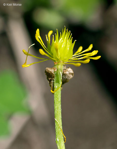 Ranunculus hispidus var. nitidus