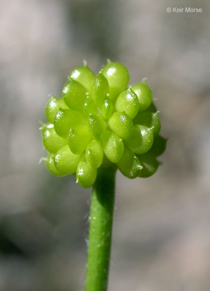 Ranunculus rhomboideus