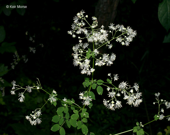Thalictrum pubescens