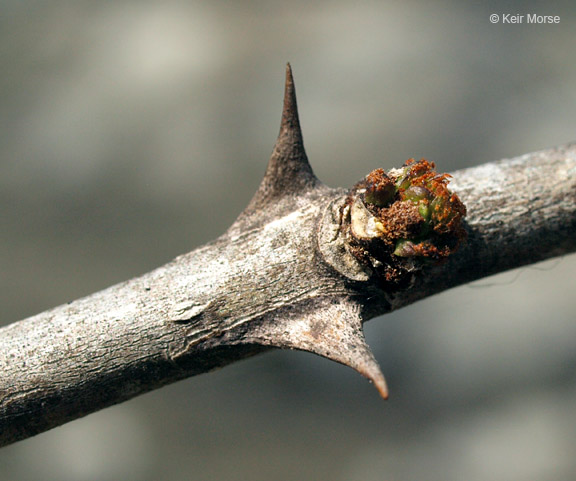 Zanthoxylum americanum