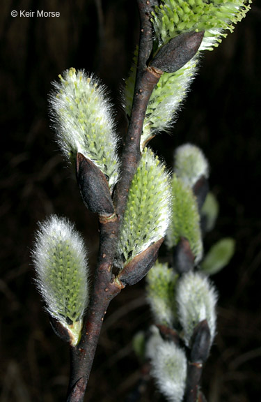Salix discolor