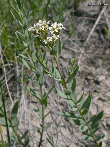 Comandra umbellata ssp. pallida