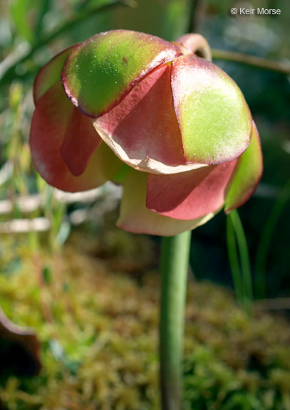 Sarracenia purpurea ssp. Purpurea
