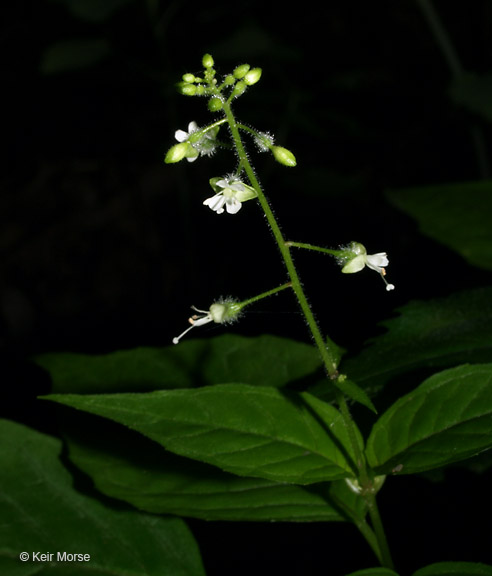 Circaea lutetiana ssp. canadensis