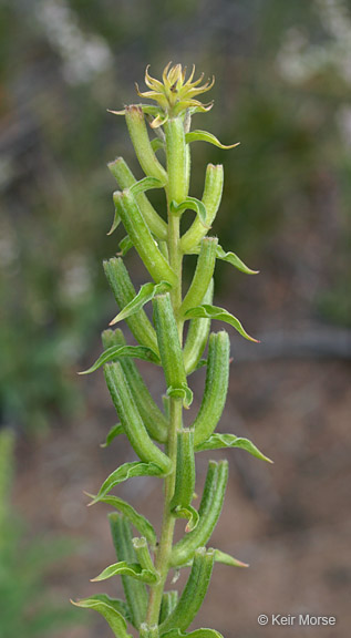 Oenothera rhombipetala