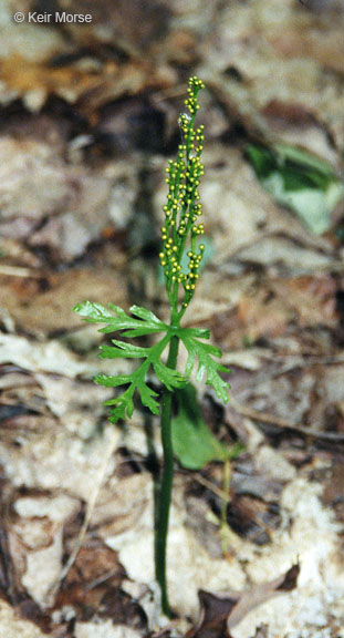 Botrychium lanceolatum ssp. Angustisegmentum