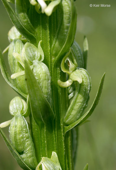 Platanthera huronensis