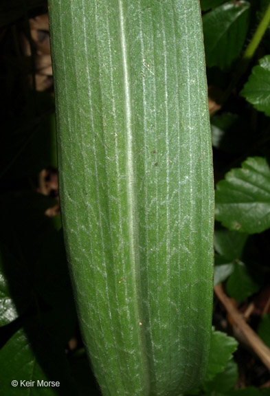 Platanthera lacera
