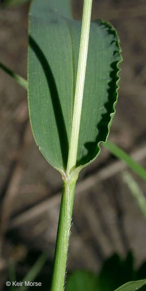 Setaria viridis var. viridis