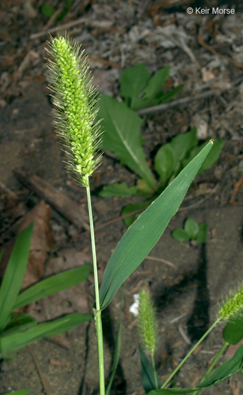 Setaria viridis var. viridis