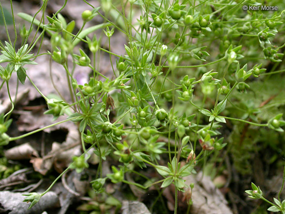 Androsace occidentalis
