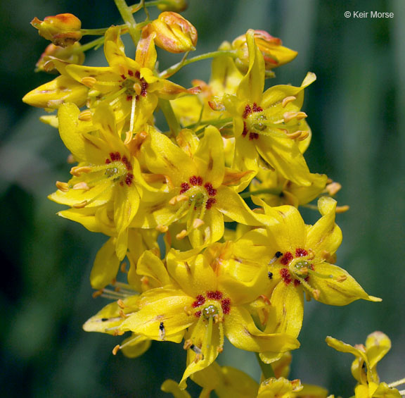 Lysimachia terrestris