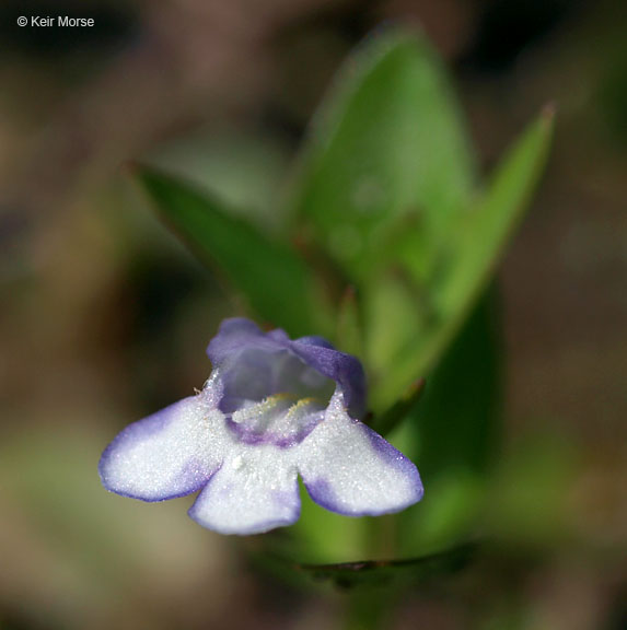 Lindernia dubia