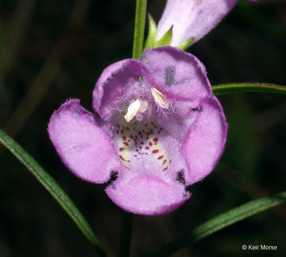 Agalinis purpurea var. parviflora