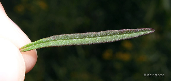 Agalinis purpurea var. parviflora