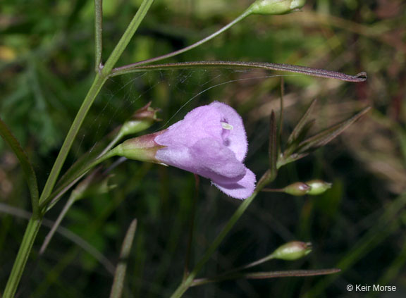 Agalinis tenuifolia