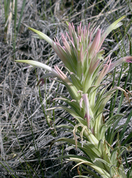 Castilleja sessiliflora