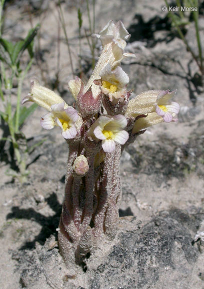 Orobanche fasciculata