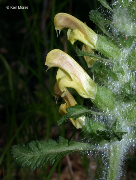 Pedicularis canadensis
