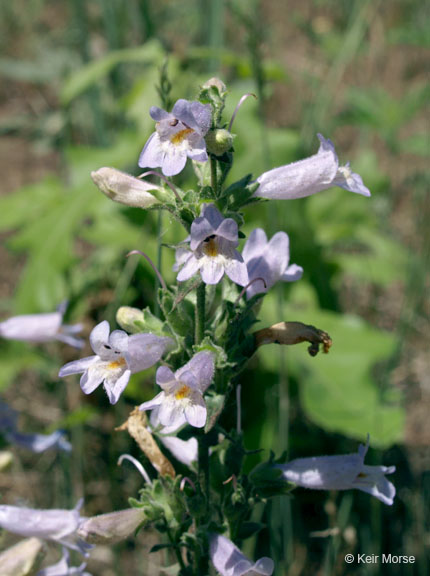 Penstemon gracilis