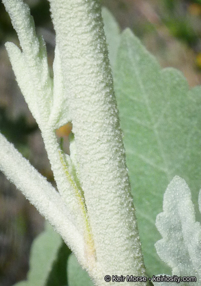 Malacothamnus nuttallii