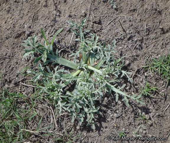 Eryngium pendletonense
