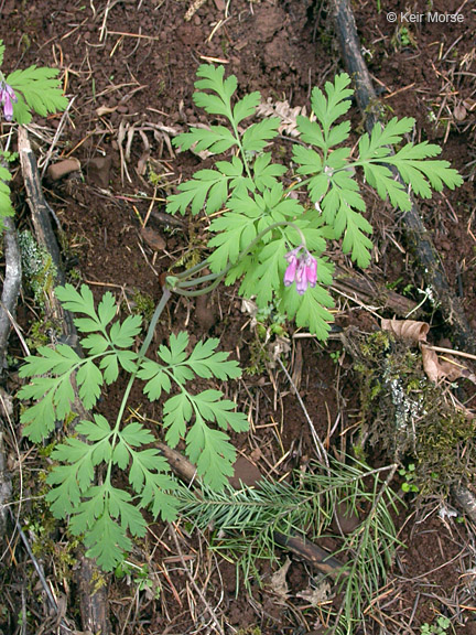 Dicentra formosa ssp. formosa