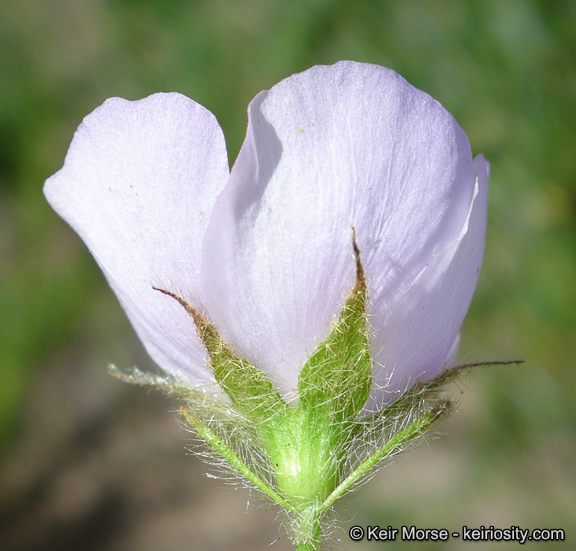 Malacothamnus densiflorus var. densiflorus