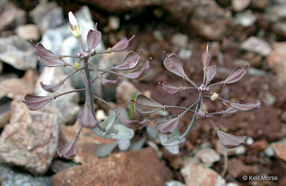 Noccaea fendleri ssp. siskiyouense