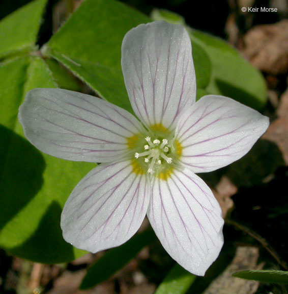 Oxalis oregana