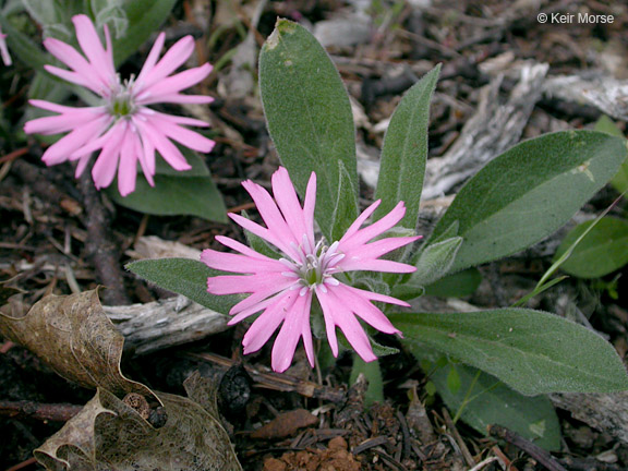 Silene hookeri