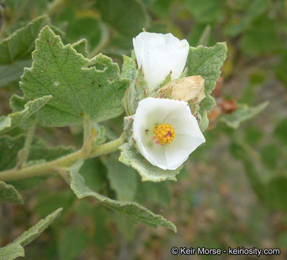 Malacothamnus palmeri