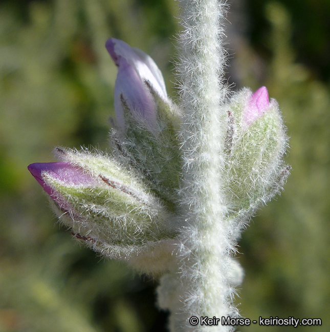 Malacothamnus arcuatus var. arcuatus