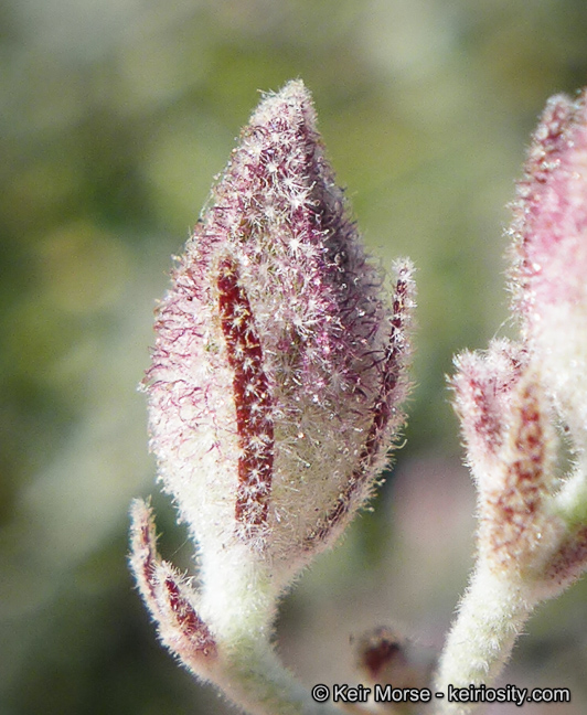 Malacothamnus jonesii var. gracilis