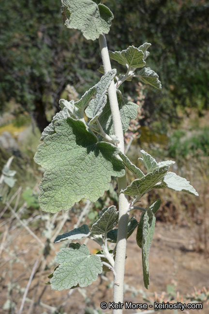 Malacothamnus arcuatus var. elmeri
