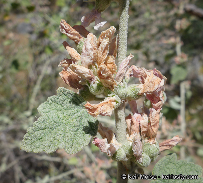 Malacothamnus arcuatus var. elmeri