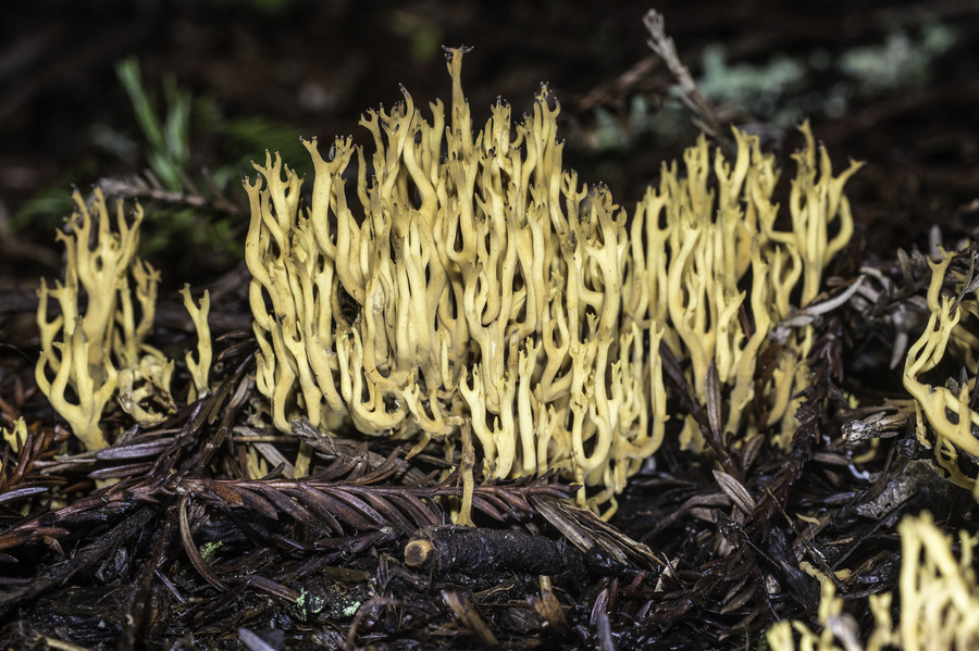 Ramaria myceliosa Ramaria myceliosa