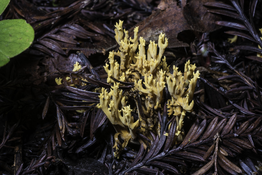 Ramaria myceliosa Ramaria myceliosa
