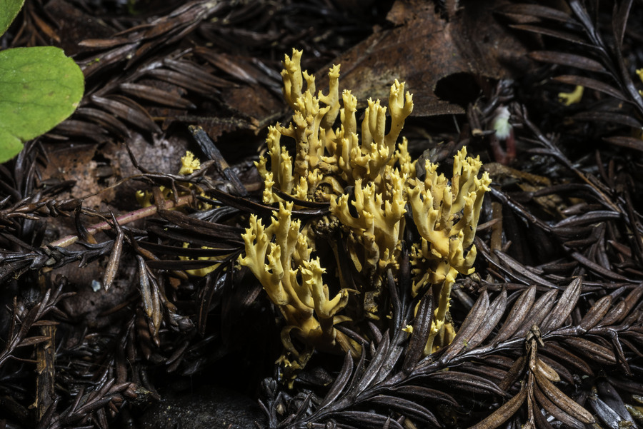 Ramaria myceliosa Ramaria myceliosa