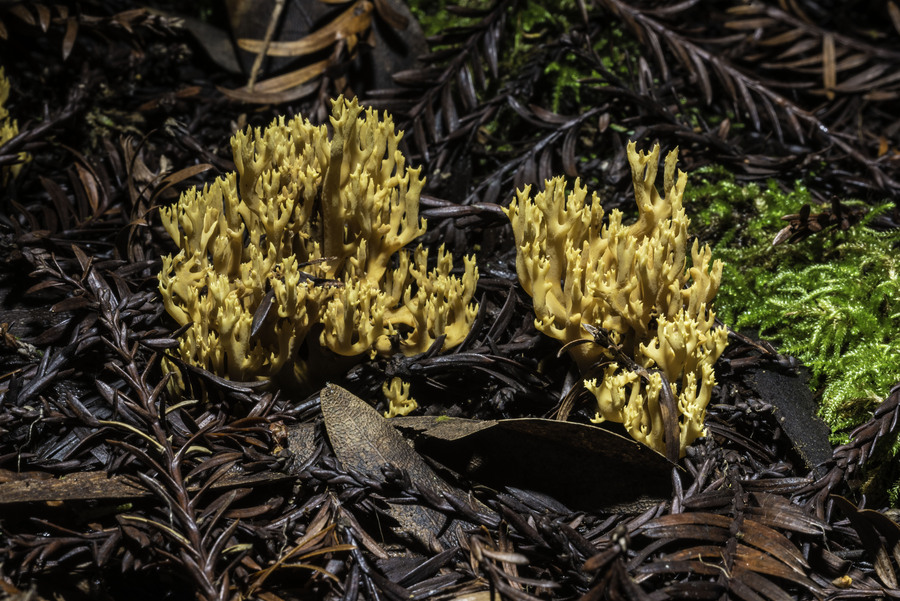 Ramaria myceliosa Ramaria myceliosa