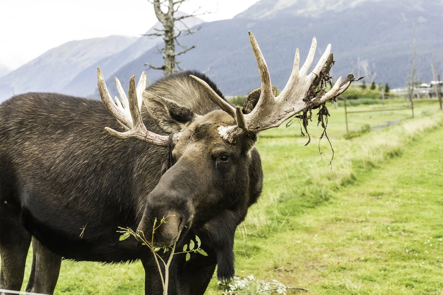 Alces alces Alces alces