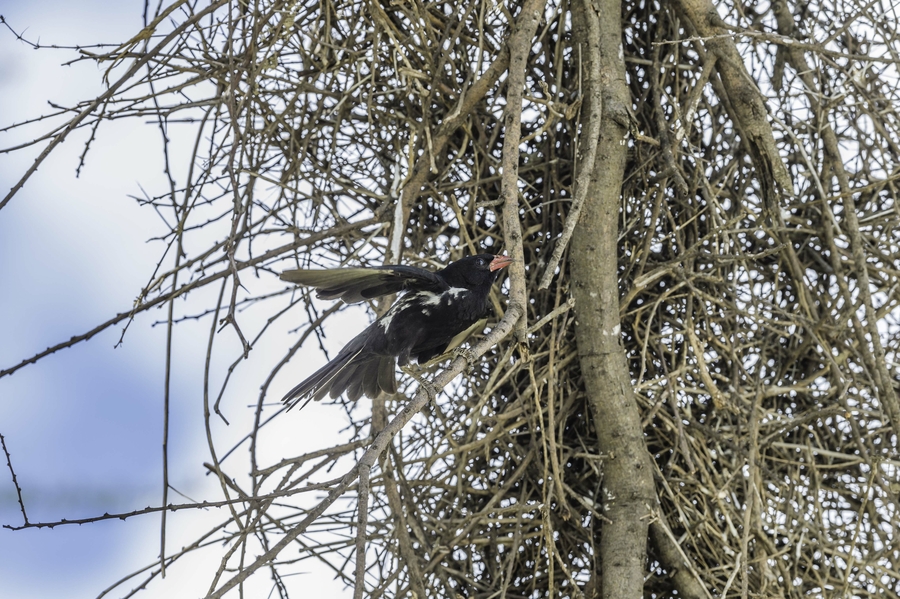 Bubalornis niger Bubalornis niger