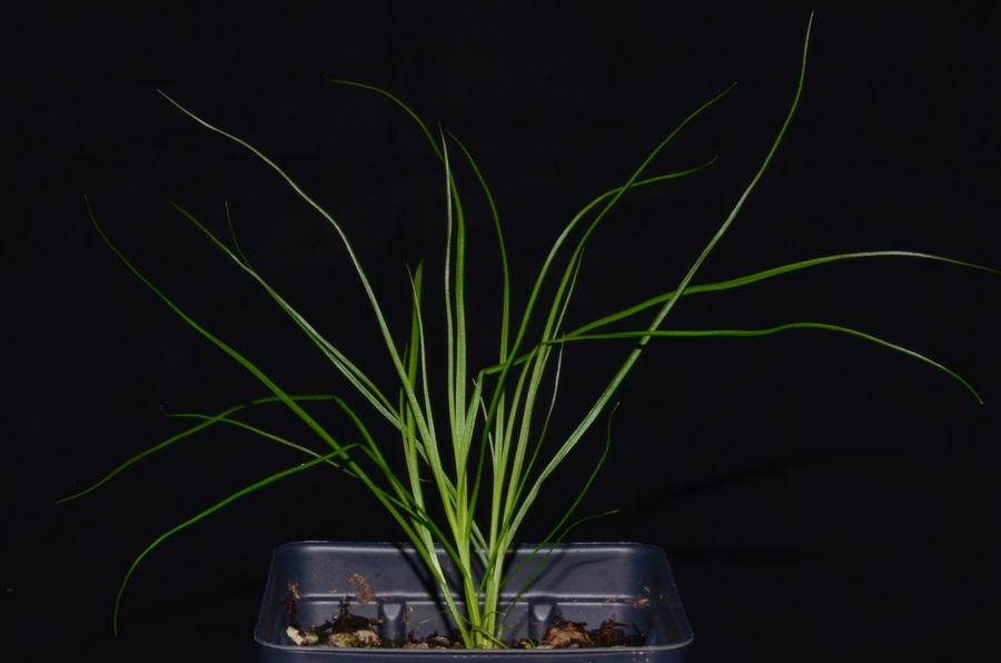 Carex microptera